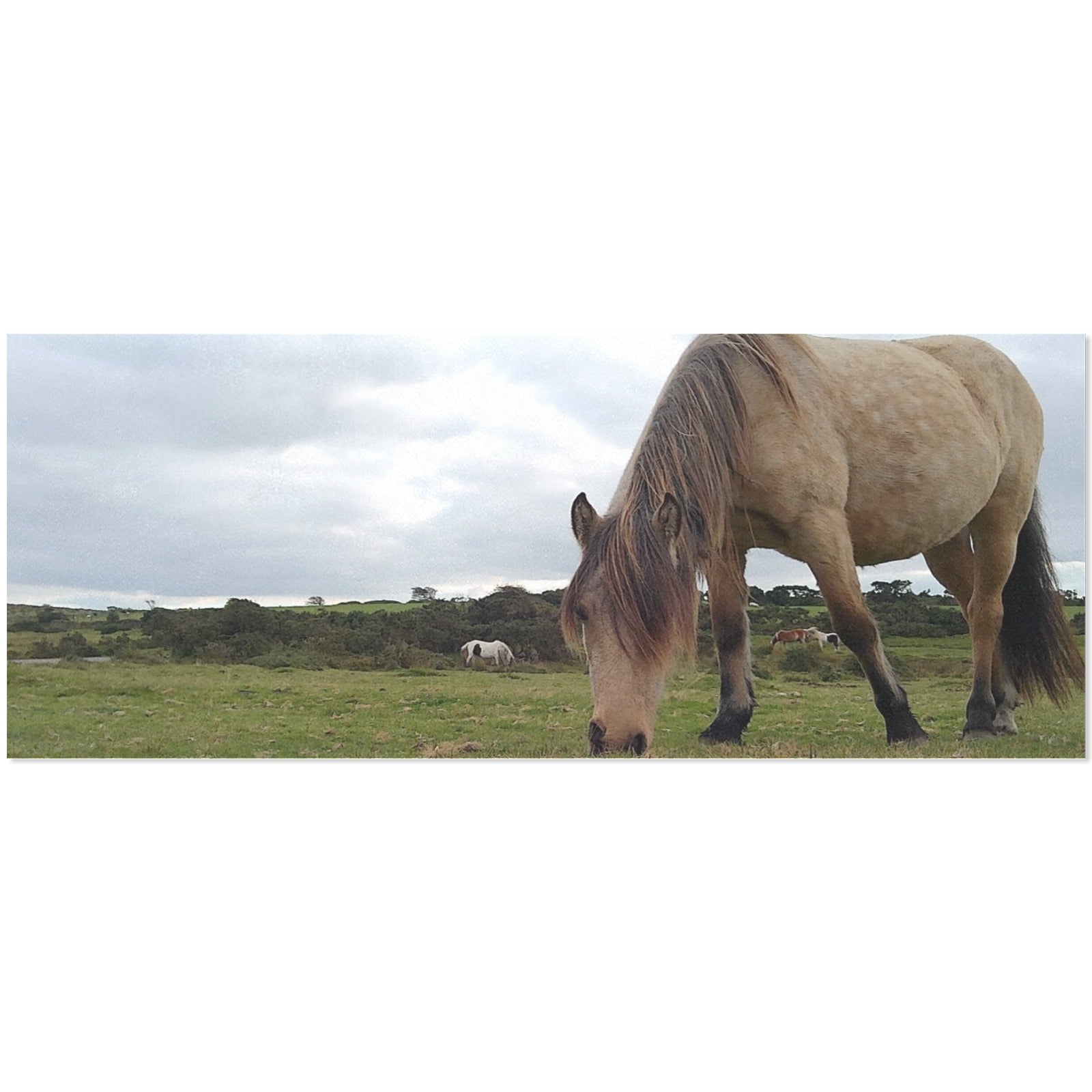 horse 20251016_145039 Gift Wrapping Paper 58"x 23"-80g (5 Rolls)